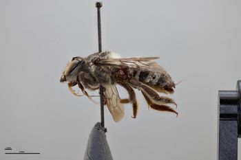 Media type: image;   Entomology 788763 Aspect: habitus lateral view